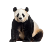 Google Panda